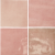 artisan-rose-mallow